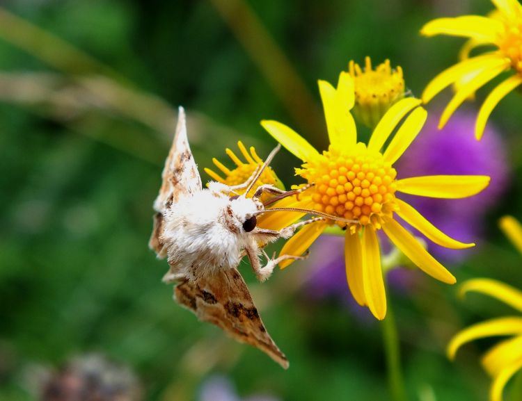 Fonds d'cran Animaux Insectes - Papillons Papillons .