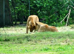  Animaux Image sans titre N307094