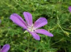  Nature fleurs