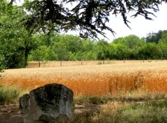  Nature saison du bl