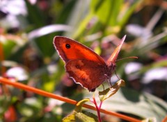  Animaux papillons