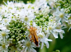  Animaux Insectes