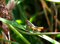  Animaux Sauterelles