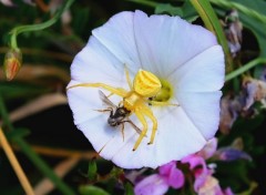  Animaux araigns