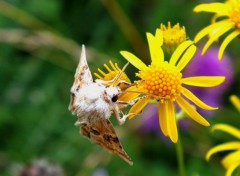  Animaux Papillons .