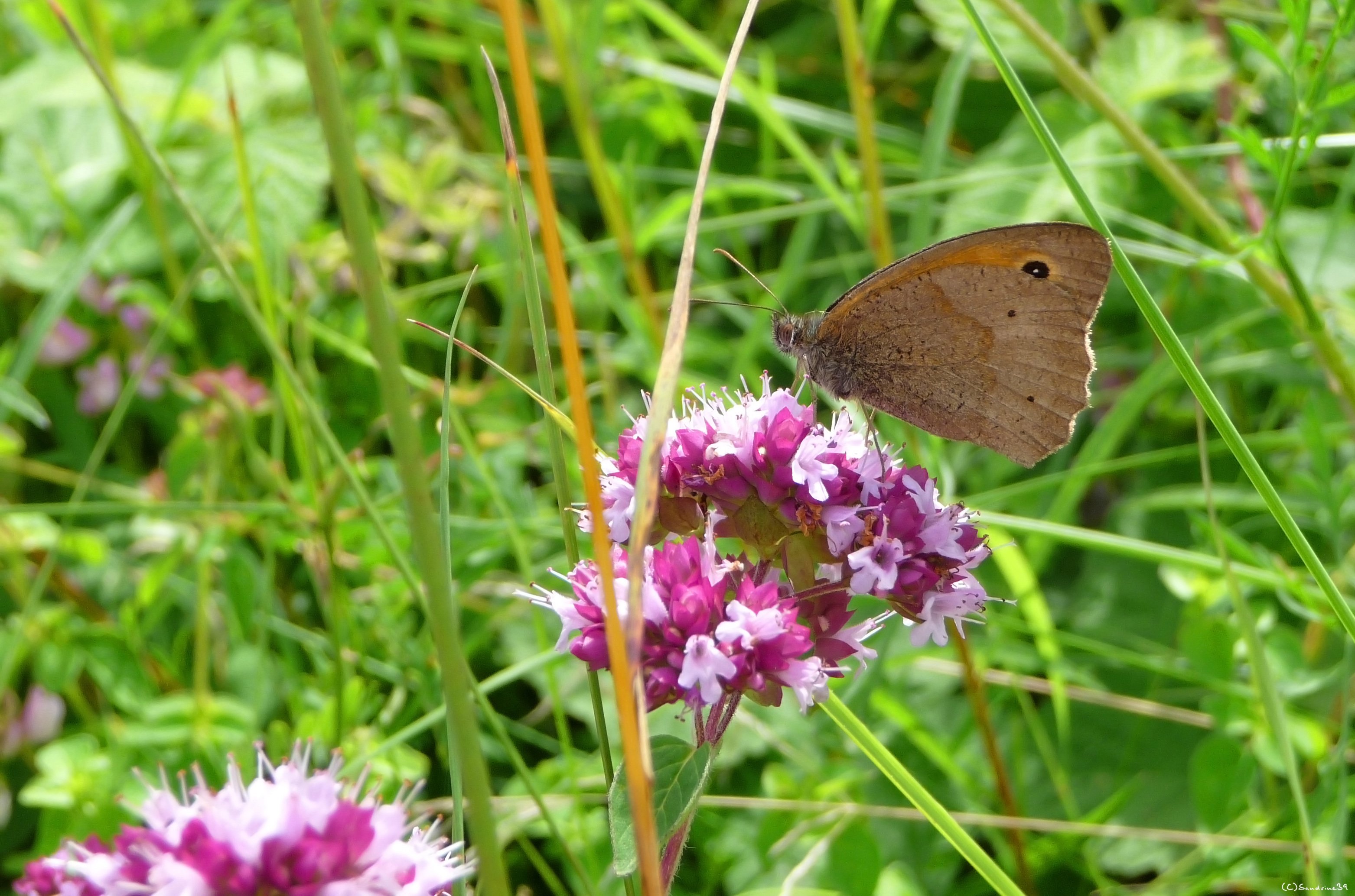 Wallpapers Animals Insects - Butterflies 