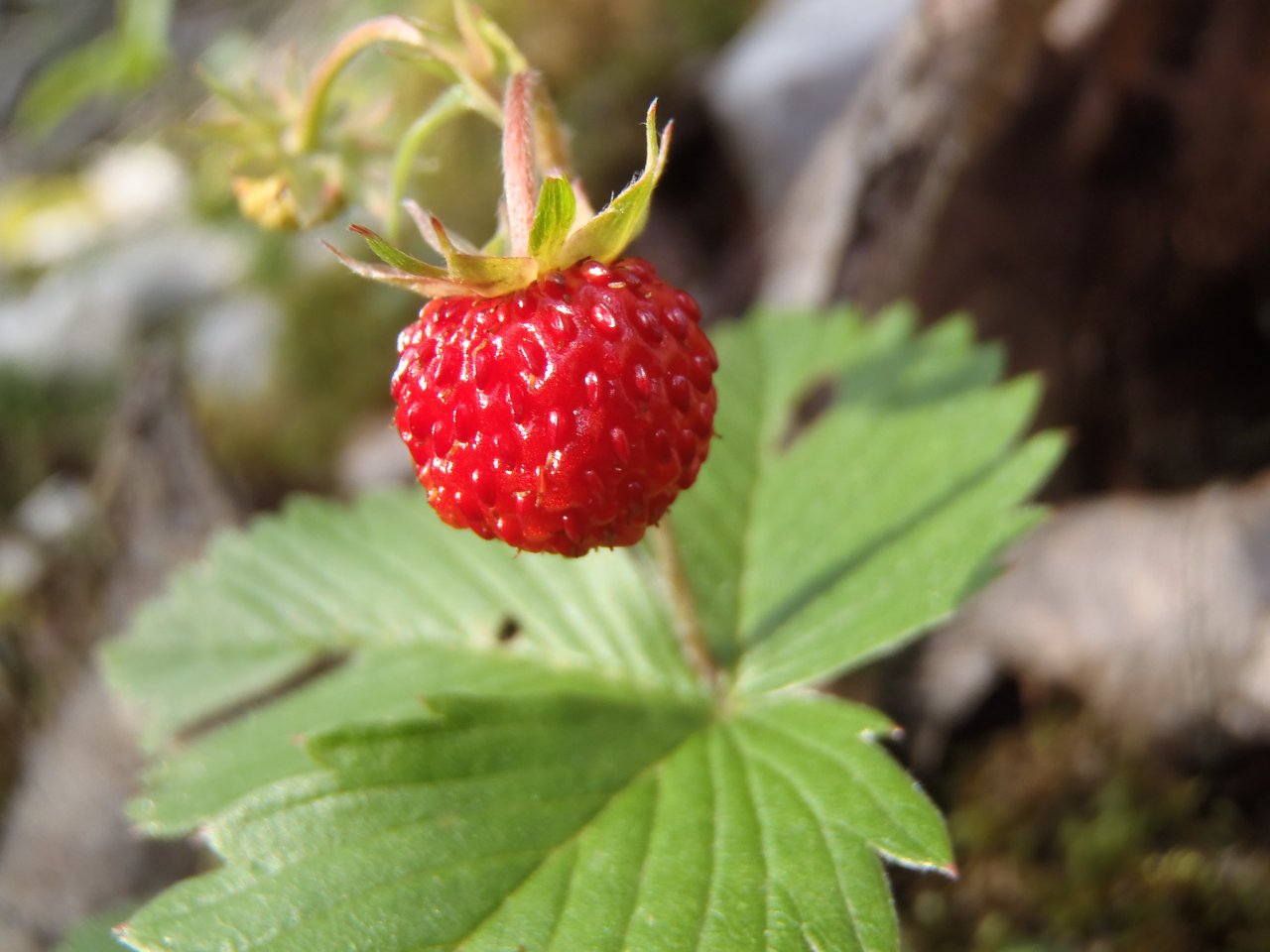 Fonds d'cran Nature Fruits Fraise des bois