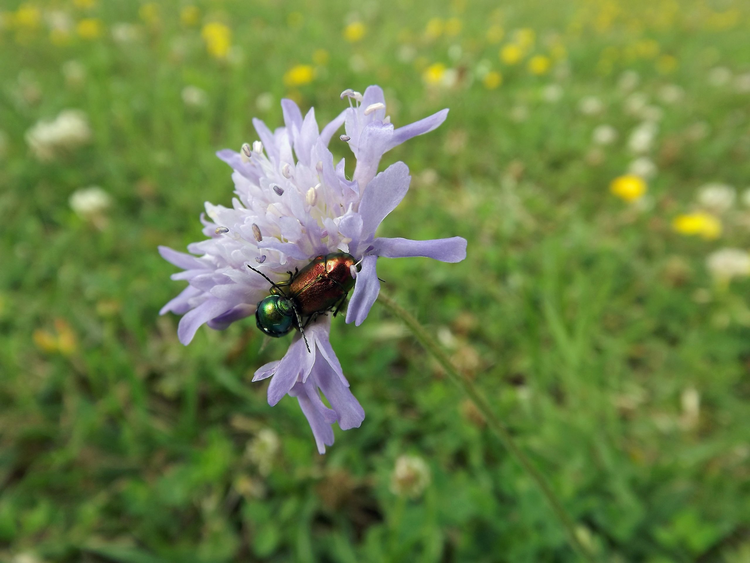 Fonds d'cran Animaux Insectes - Hannetons du X chez les insectes (-18 ans)