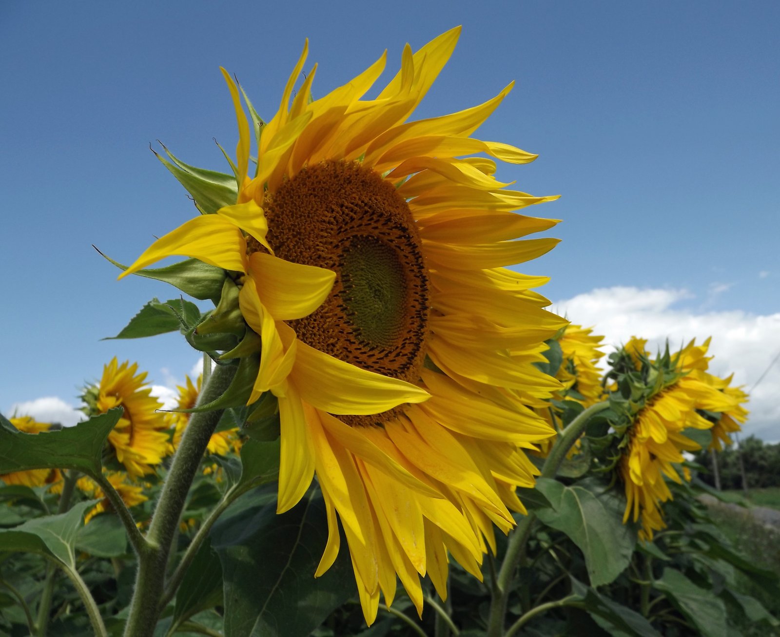 Wallpapers Nature Flowers les tournesols