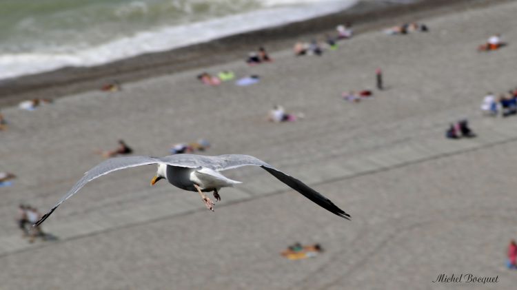 Fonds d'cran Animaux Oiseaux - Mouettes et Golands Mouette sur le Trport