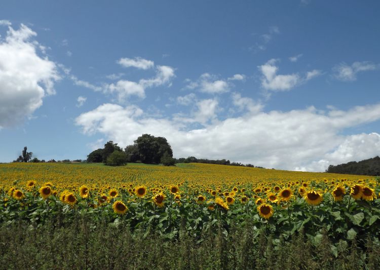 Fonds d'cran Nature Champs - Prairies champs de tournesols