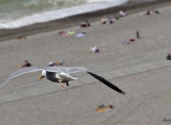  Animaux Mouette sur le Trport