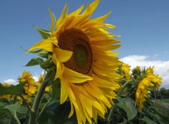  Nature les tournesols