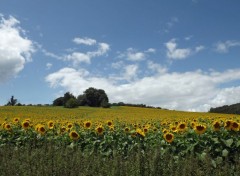  Nature champs de tournesols