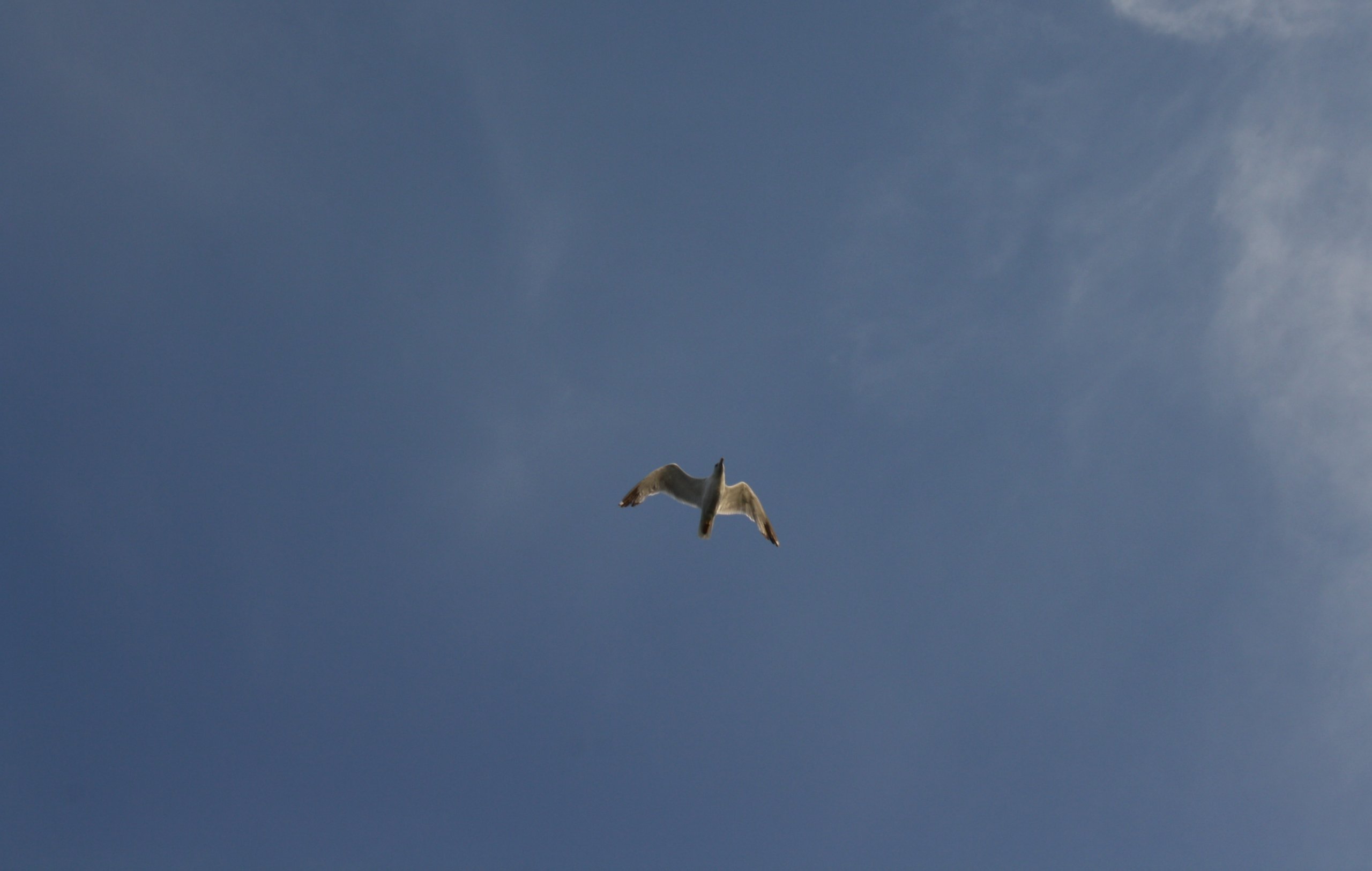 Fonds d'cran Animaux Oiseaux - Mouettes et Golands Scatti di Grao