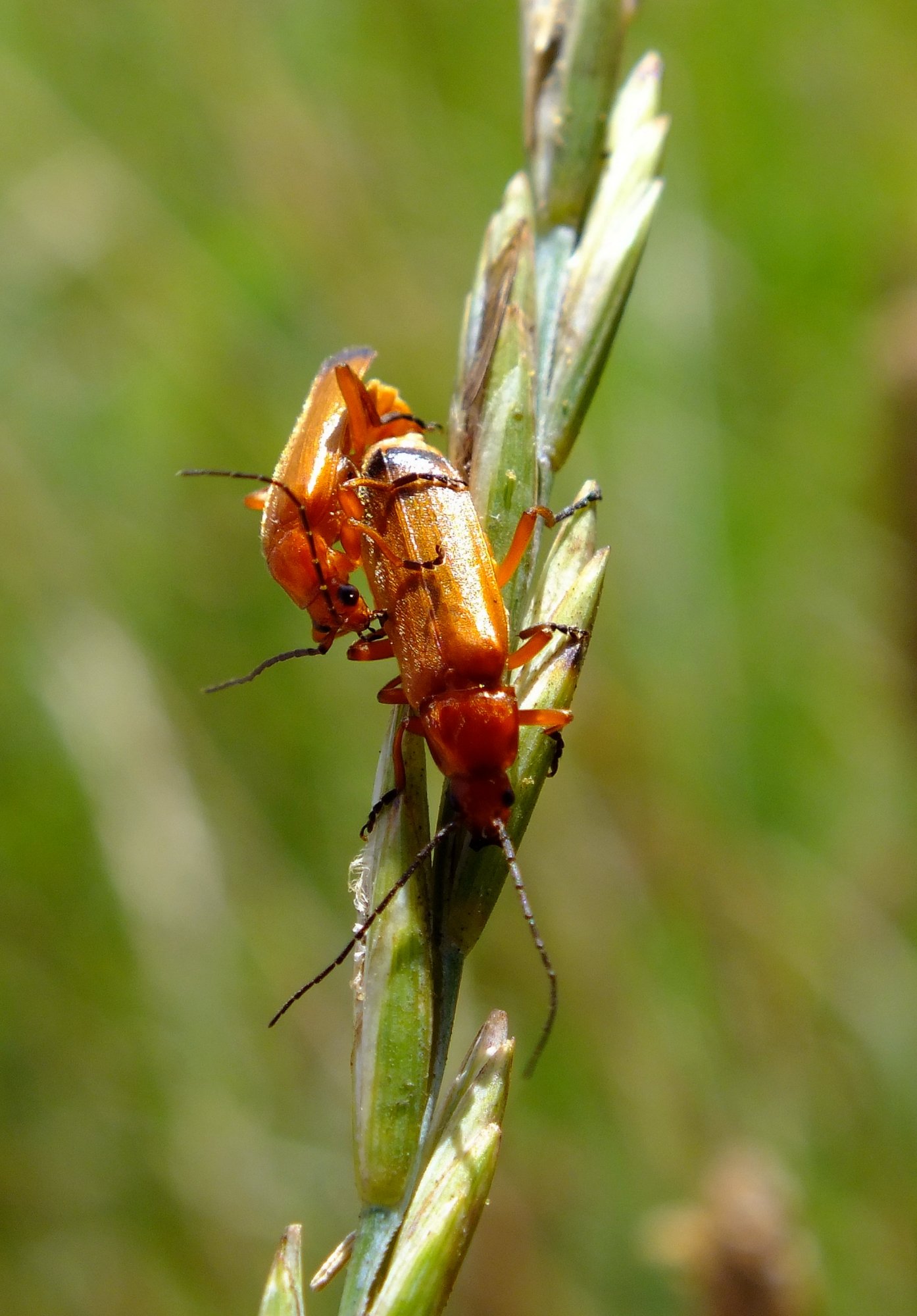 Fonds d'cran Animaux Insectes - Divers petit calin