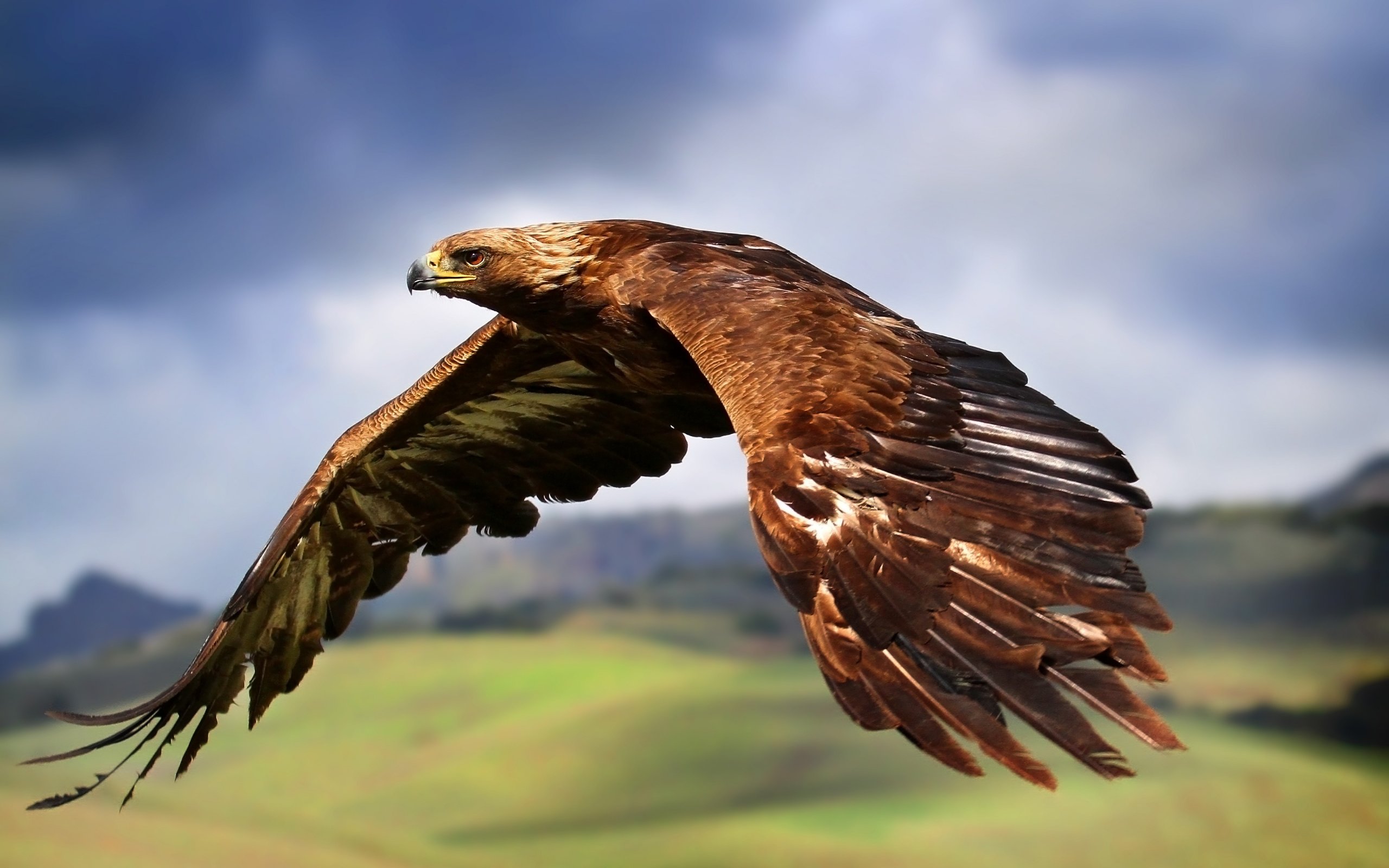 Wallpapers Animals Birds - Eagles 