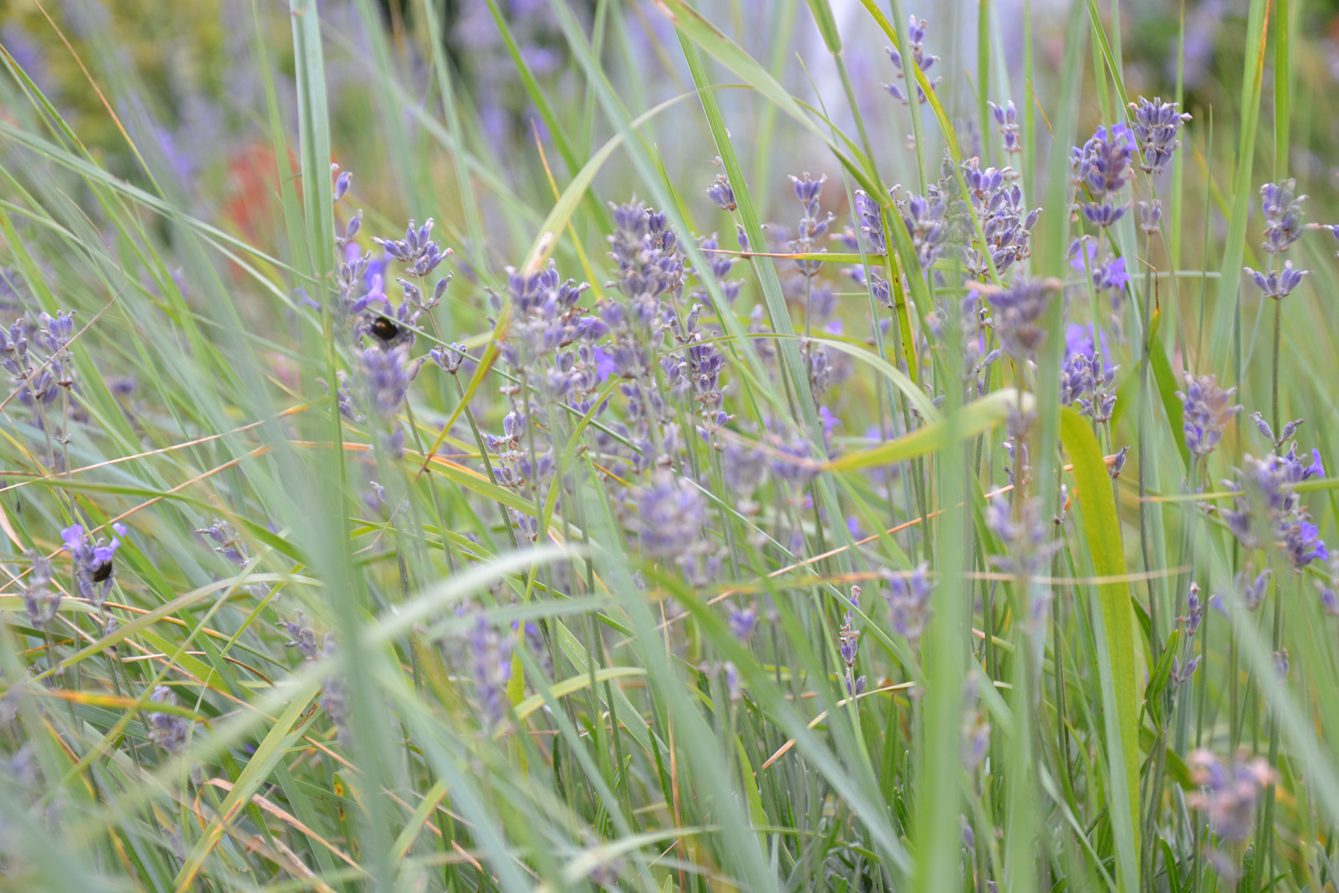 Fonds d'cran Nature Fleurs 