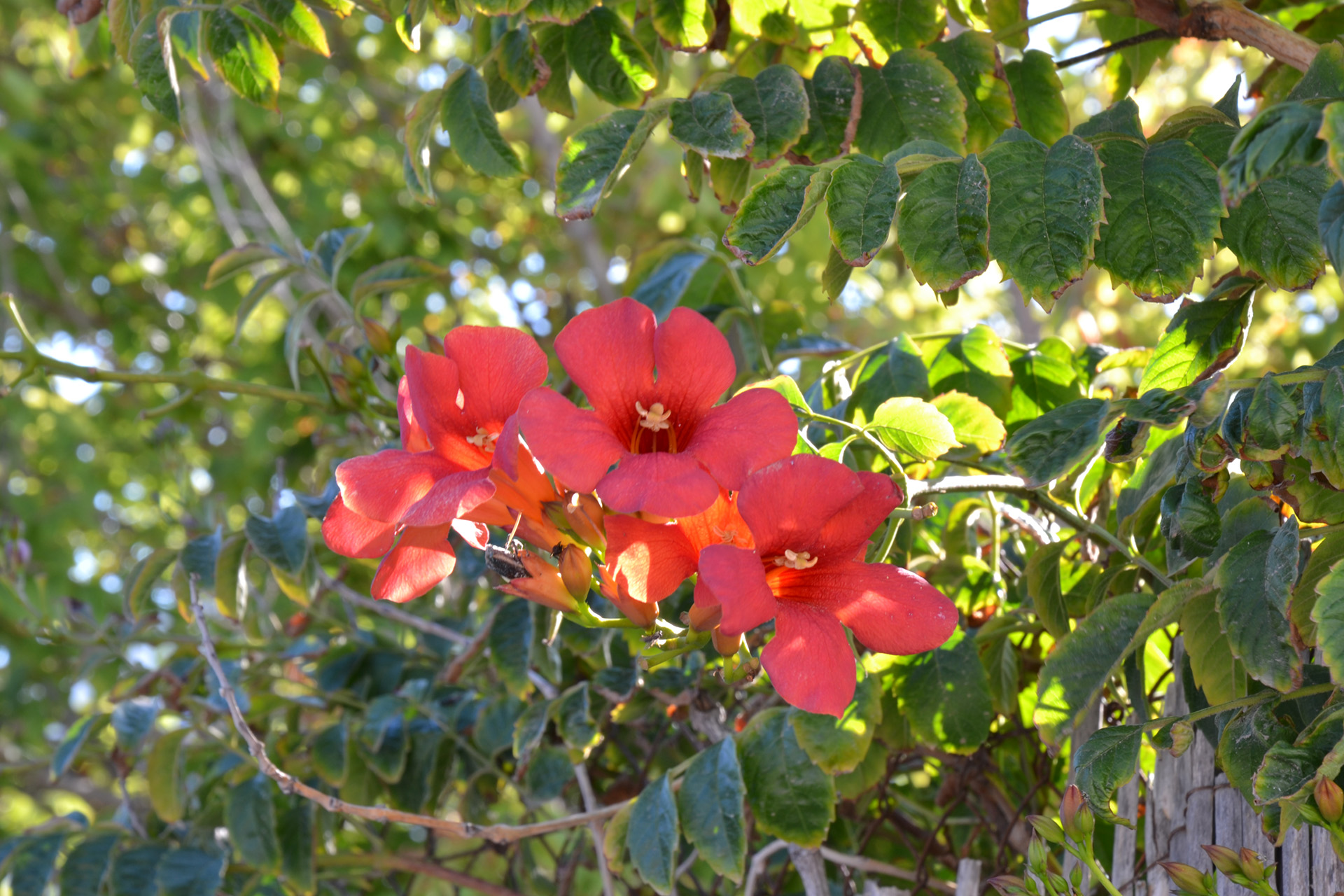 Fonds d'cran Nature Fleurs 