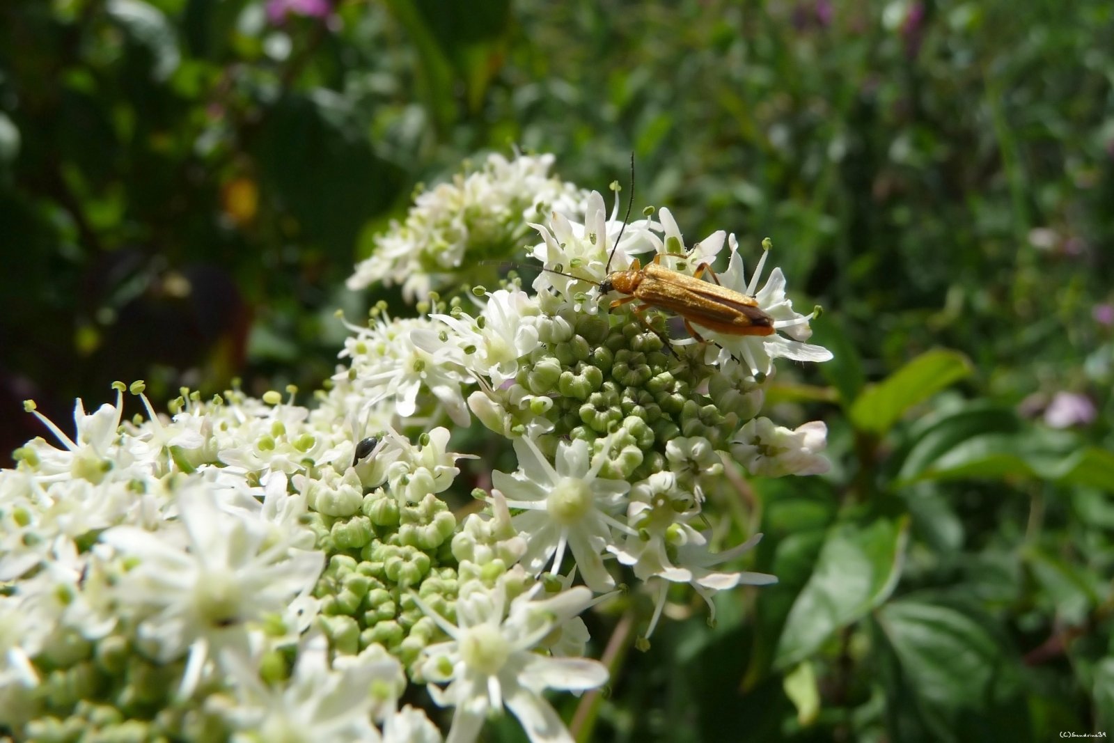 Fonds d'cran Animaux Insectes - Divers 