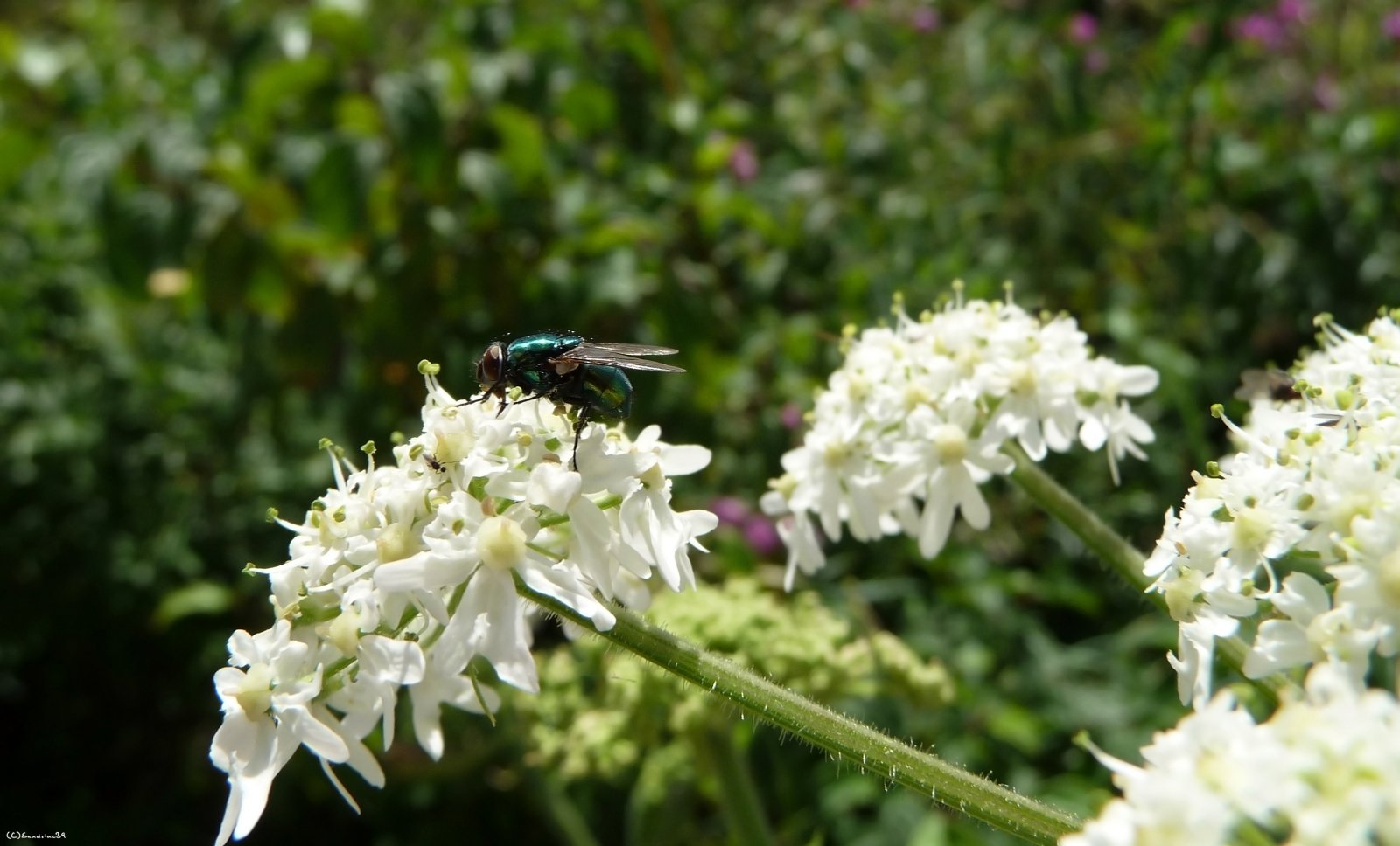 Fonds d'cran Animaux Insectes - Mouches 