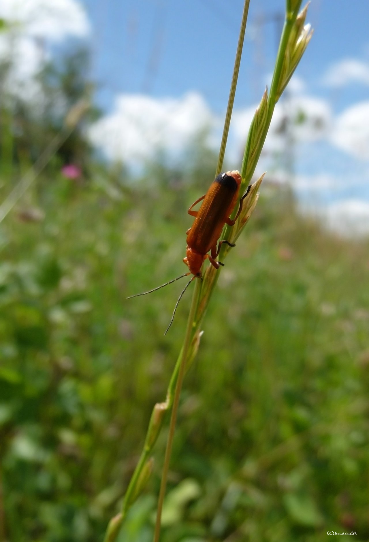 Fonds d'cran Animaux Insectes - Divers 