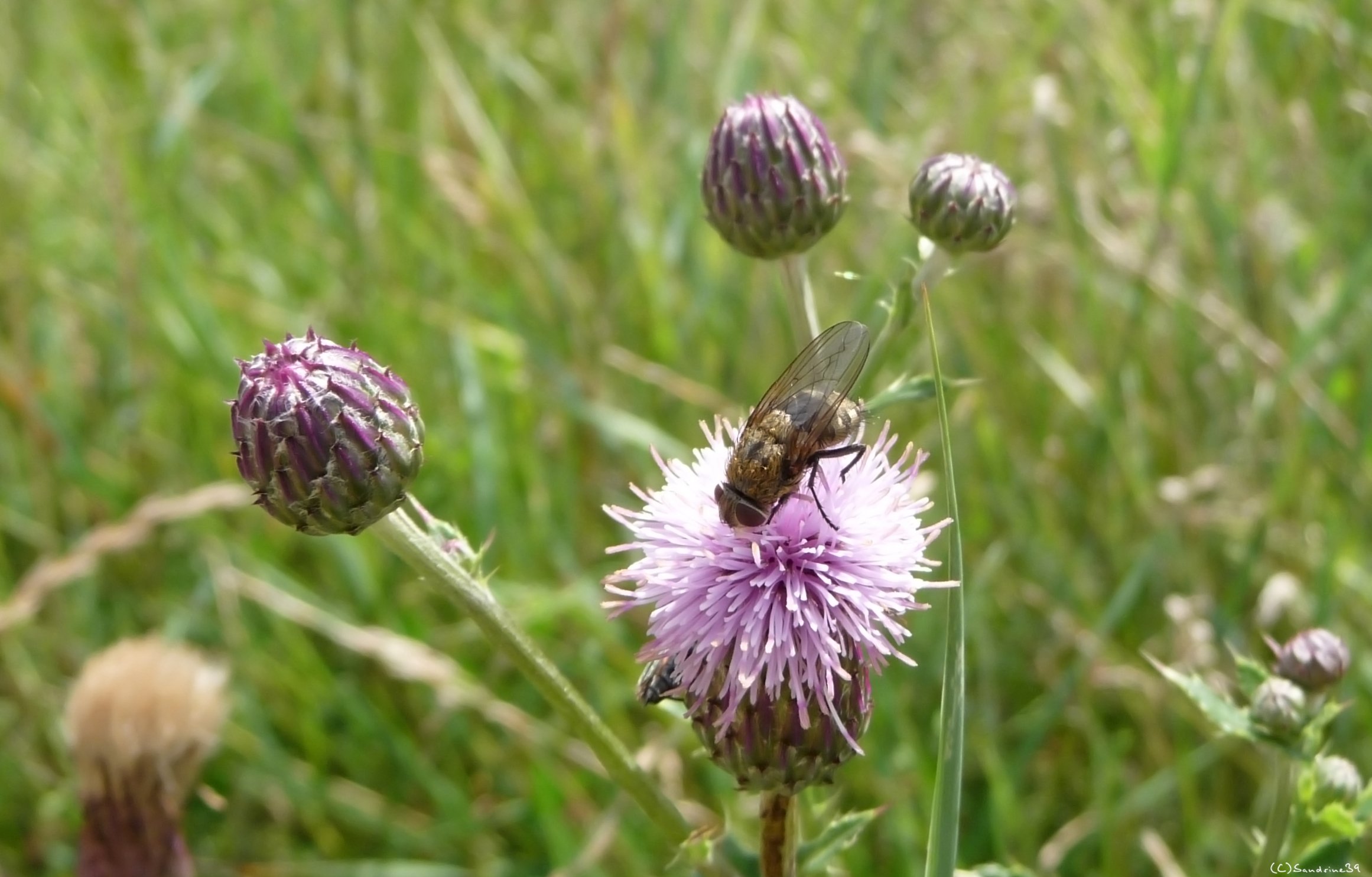 Fonds d'cran Animaux Insectes - Divers 