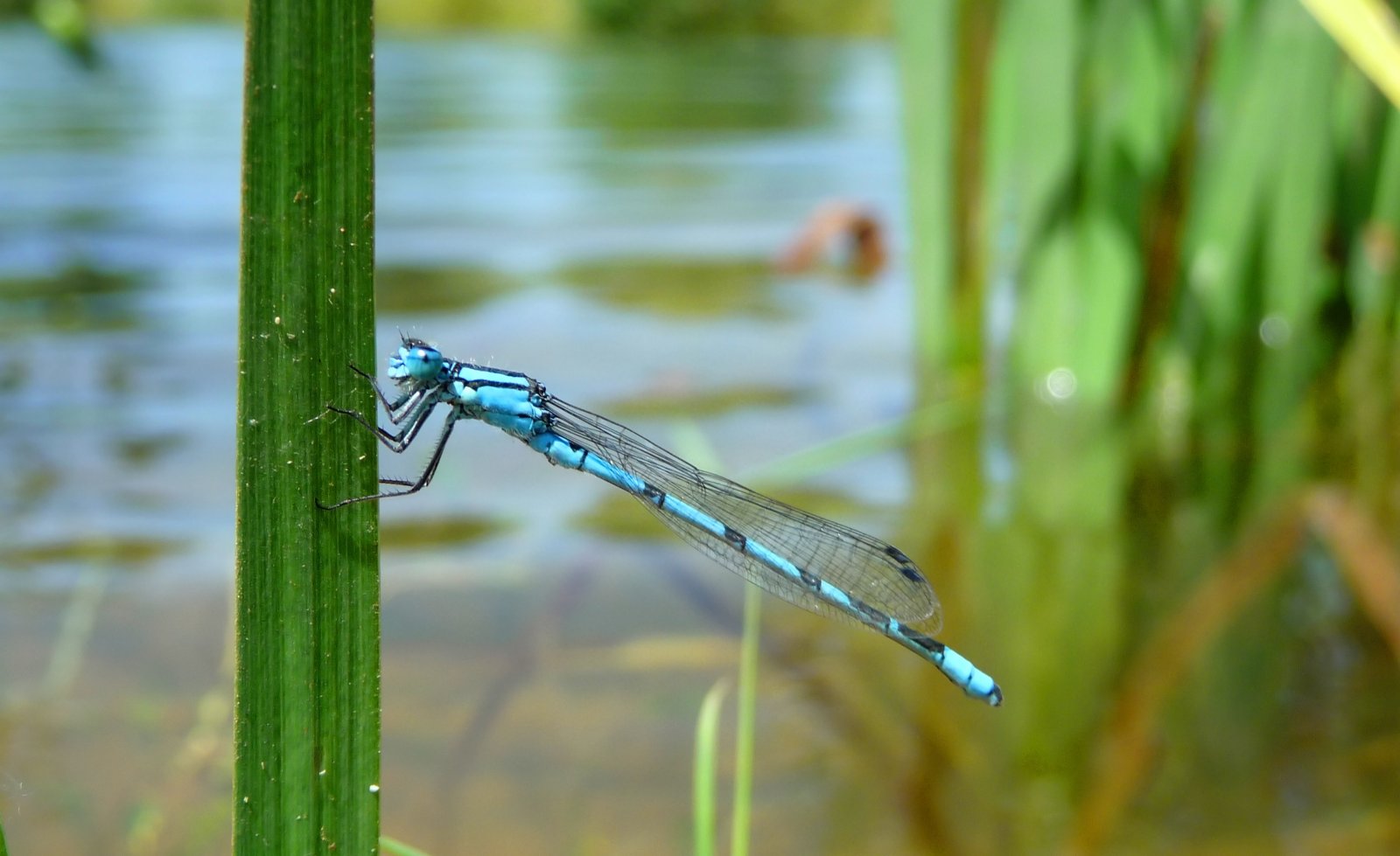 Fonds d'cran Animaux Insectes - Libellules 