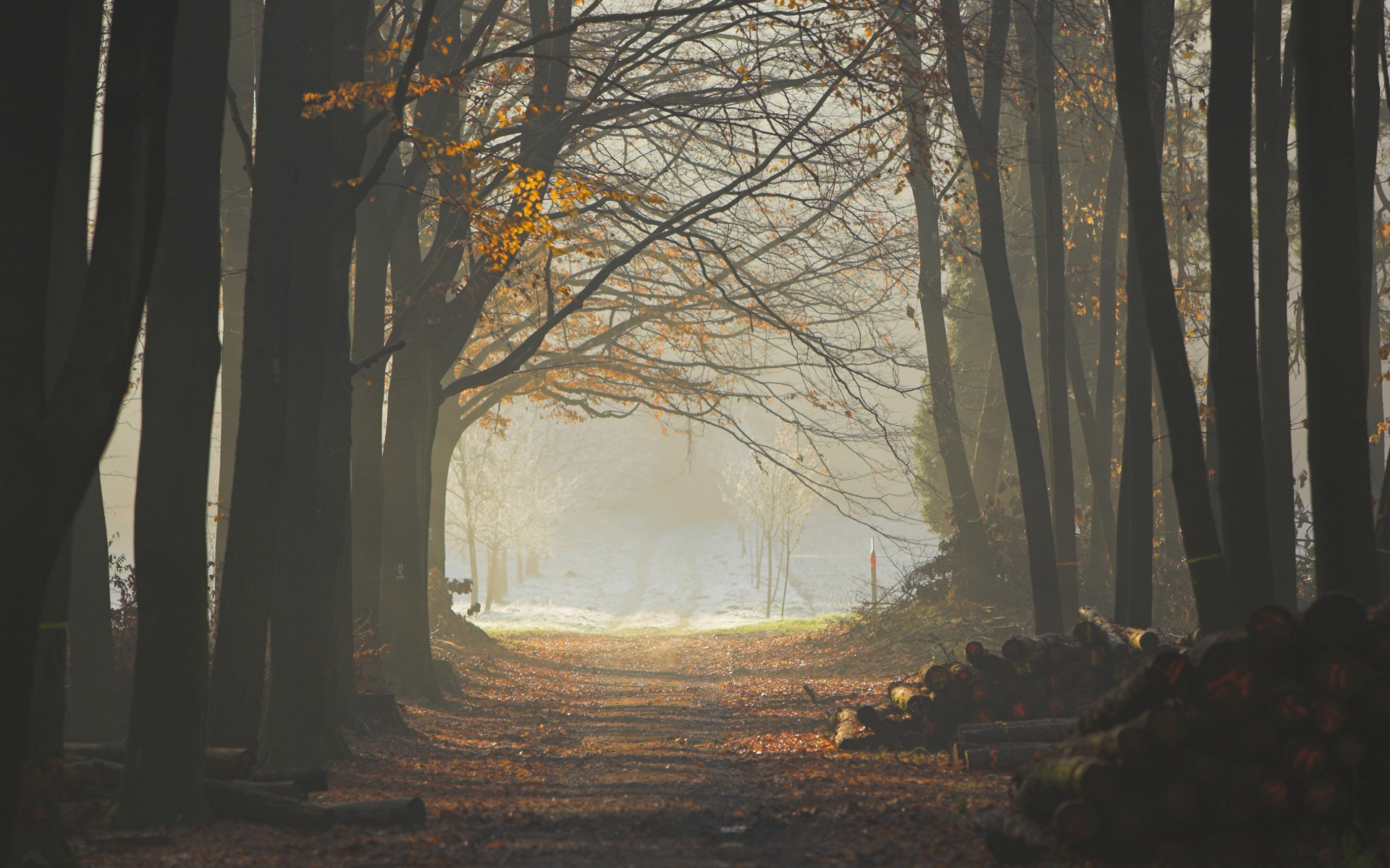 Fonds d'cran Nature Arbres - Forts 