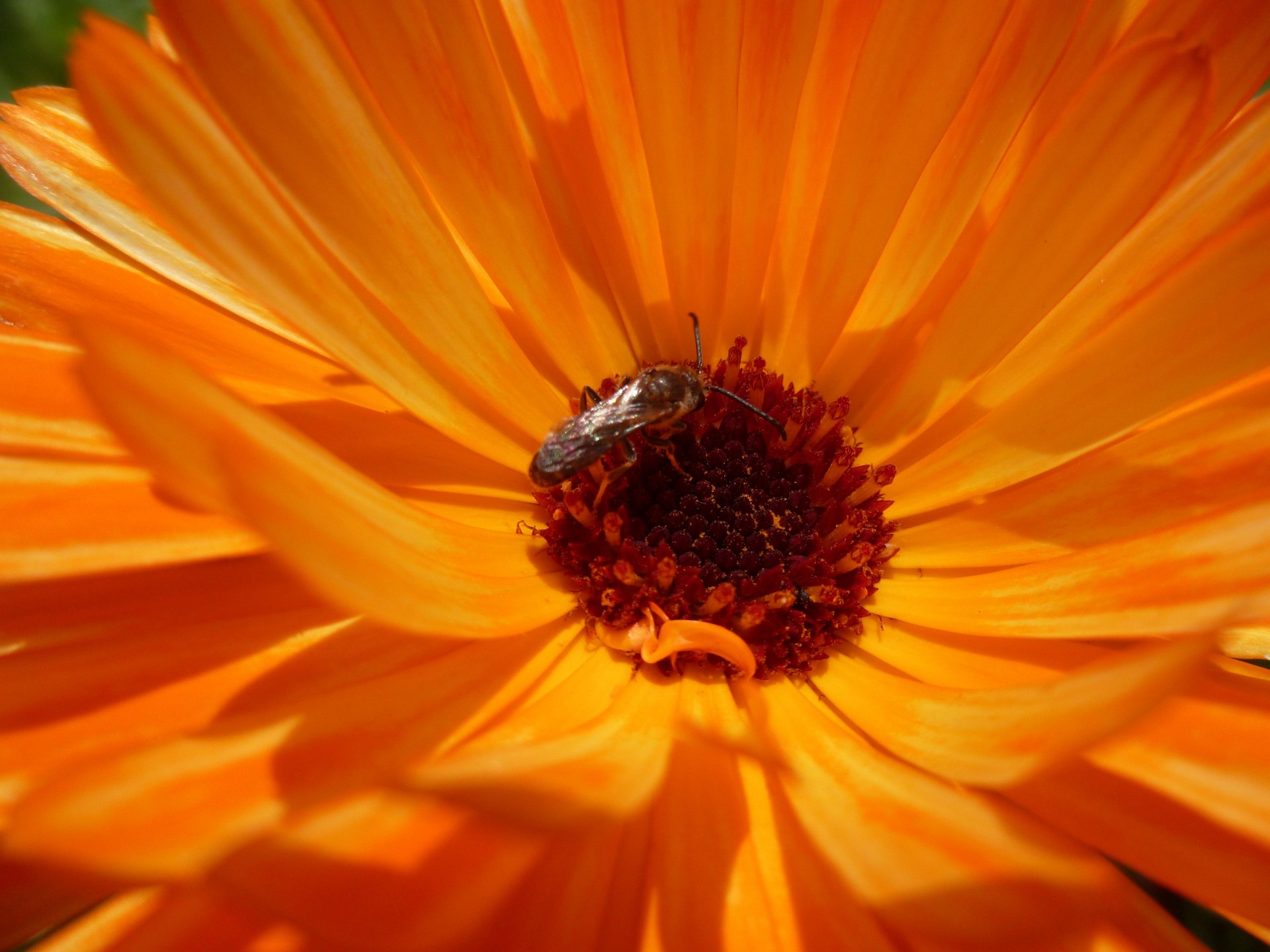 Fonds d'cran Nature Fleurs Margueritte orange