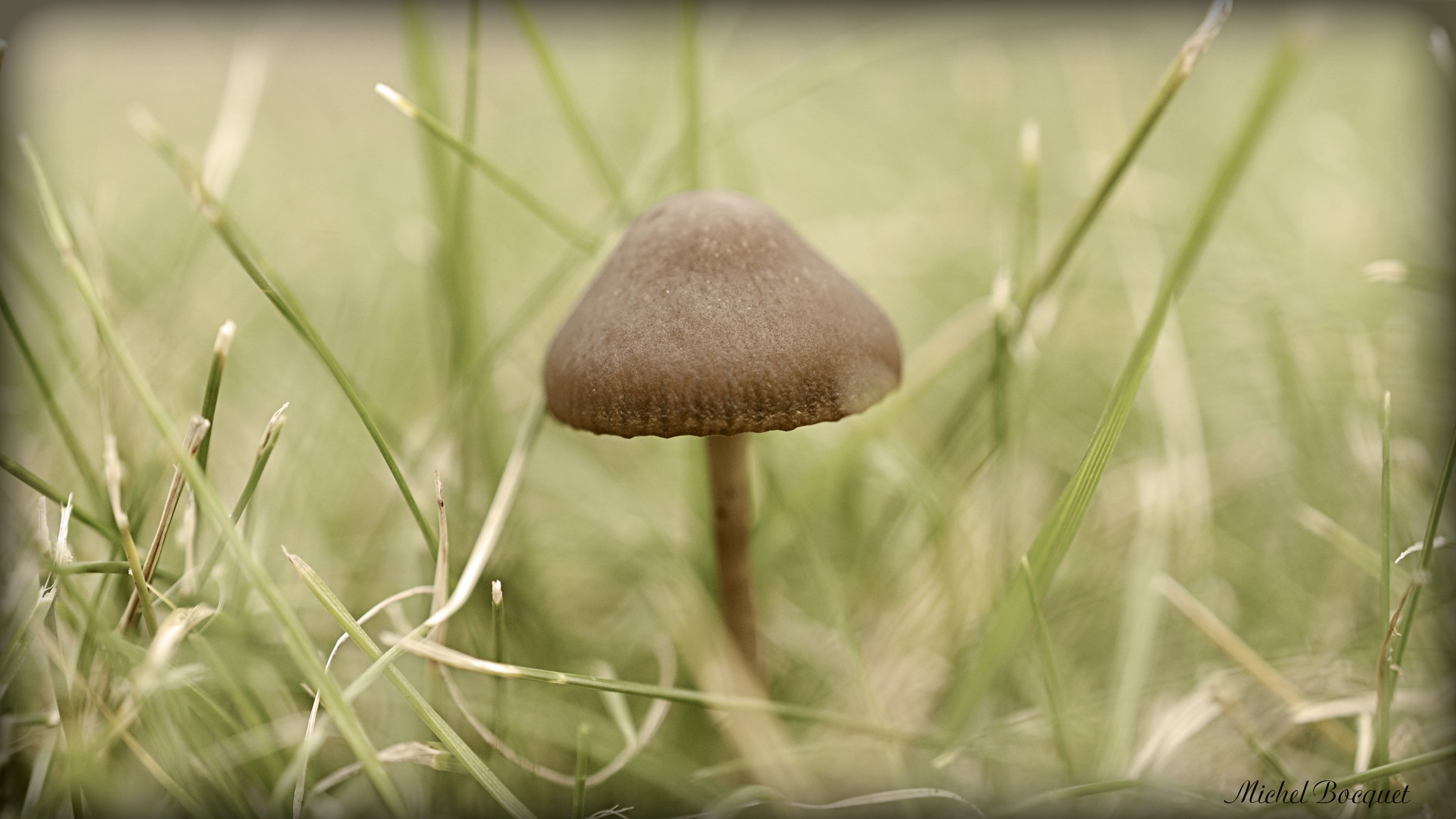 Wallpapers Nature Mushrooms Un petit champignon