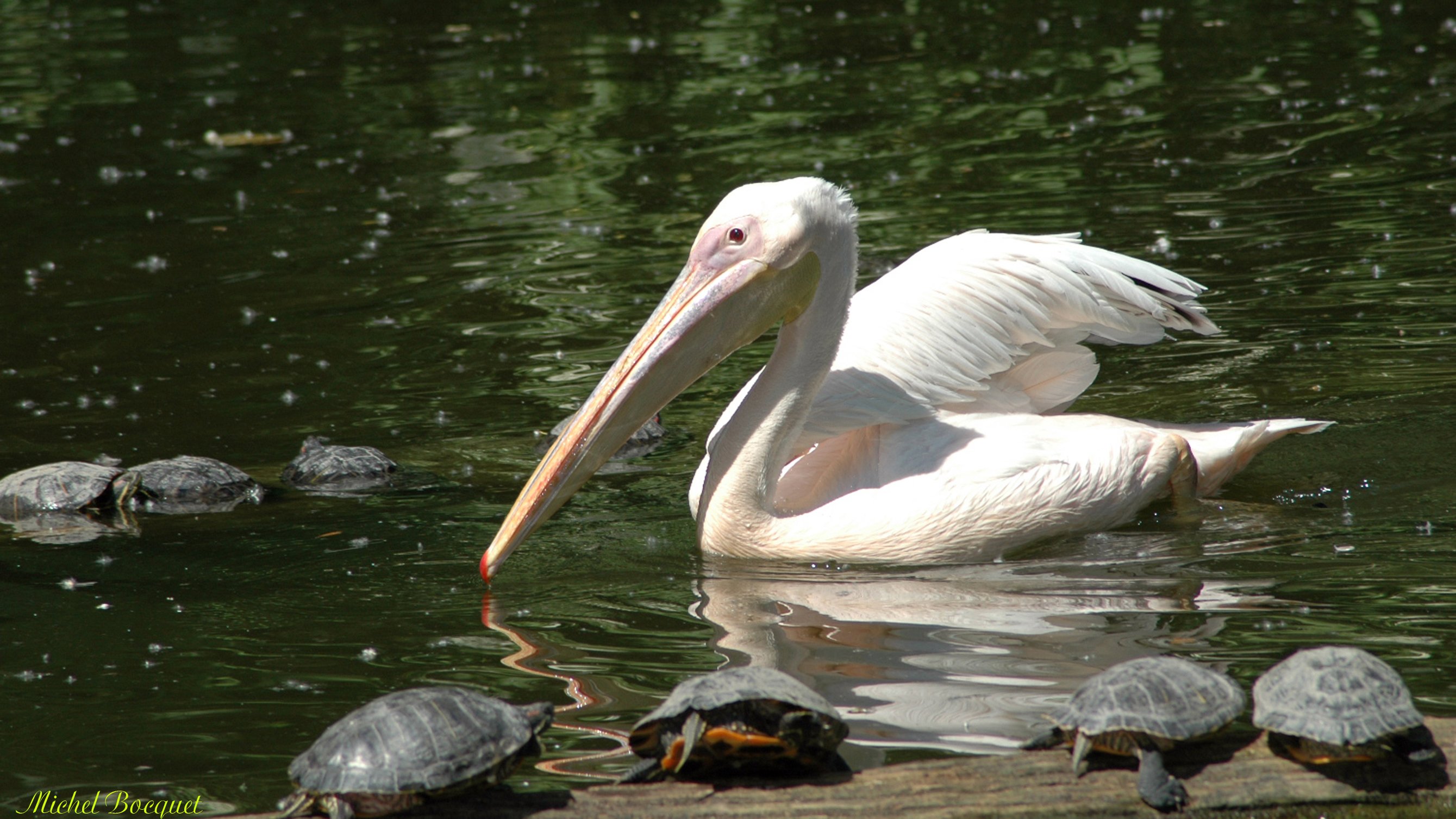 Wallpapers Animals Birds - Pelicans Un plican entour de petites tortues