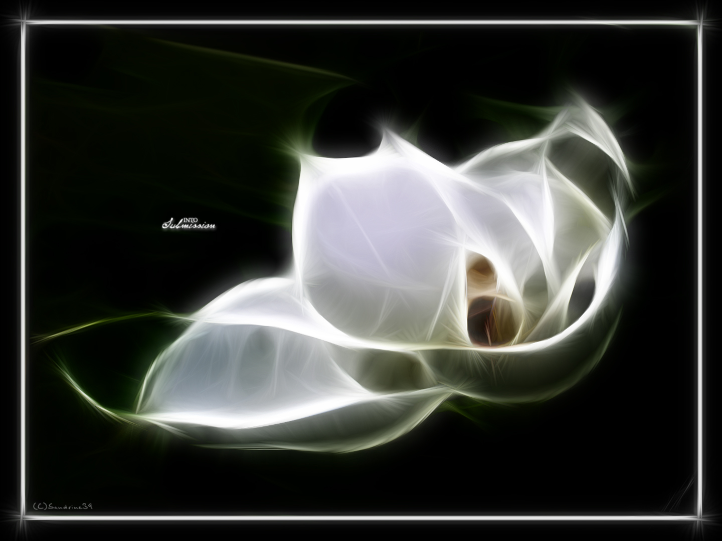 Wallpapers Digital Art Nature - Flowers Magnolia