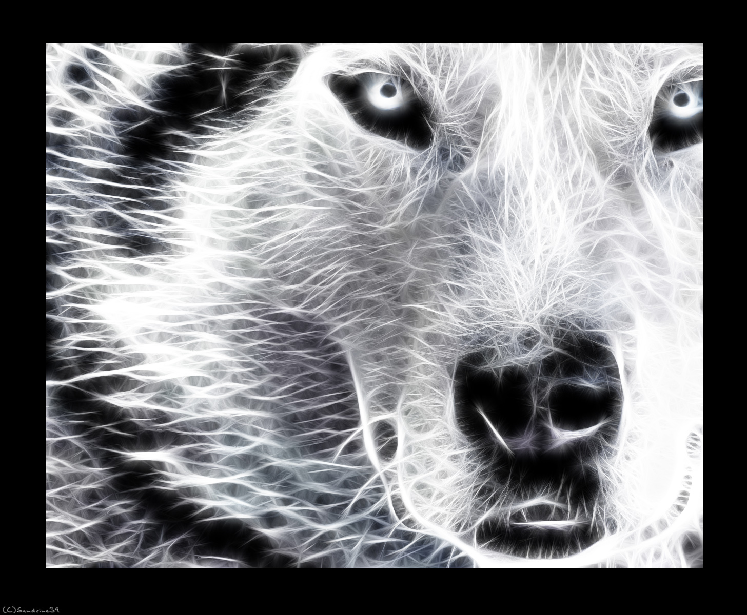 Wallpapers Digital Art Animals Loup blanc