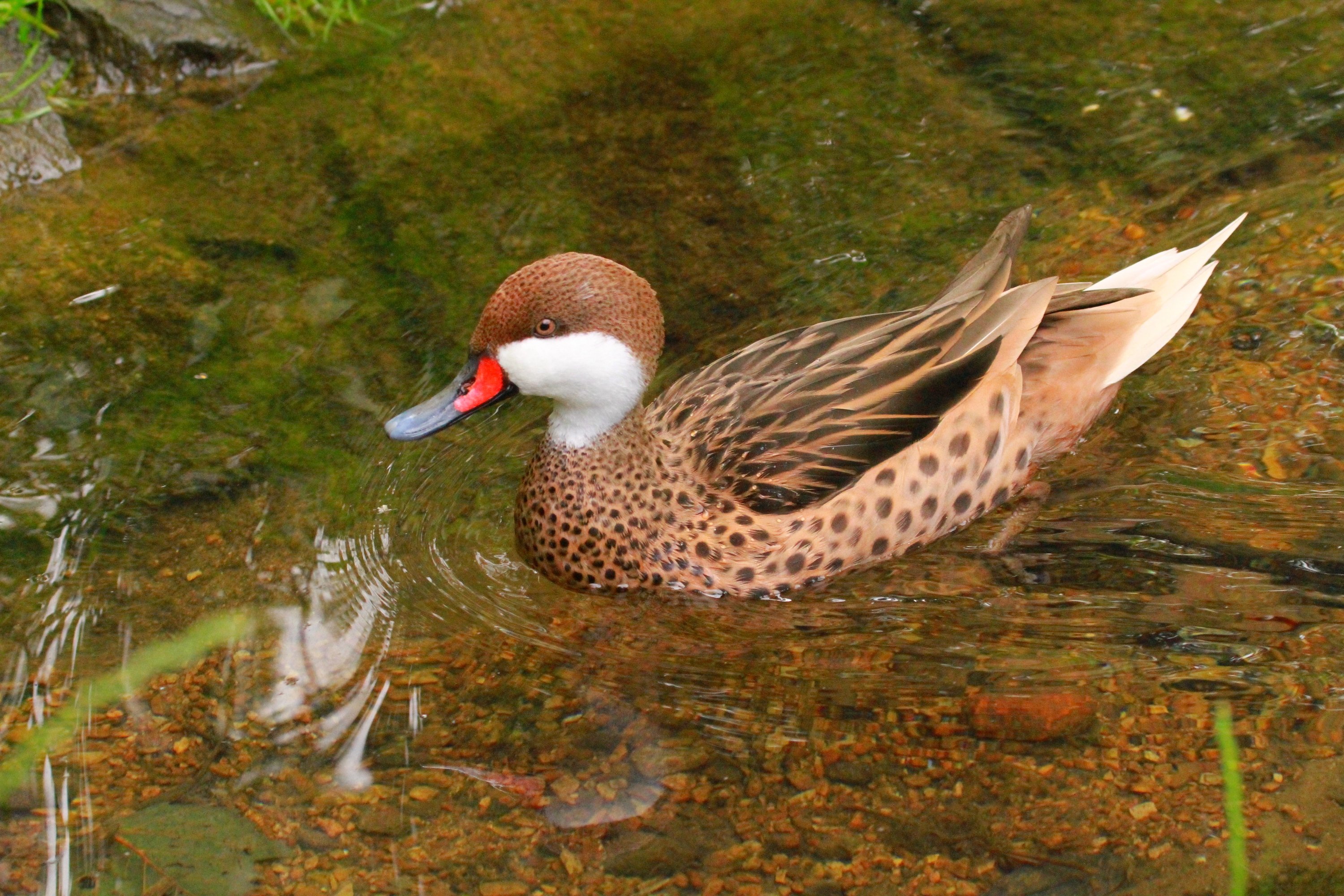 Wallpapers Animals Birds - Ducks 