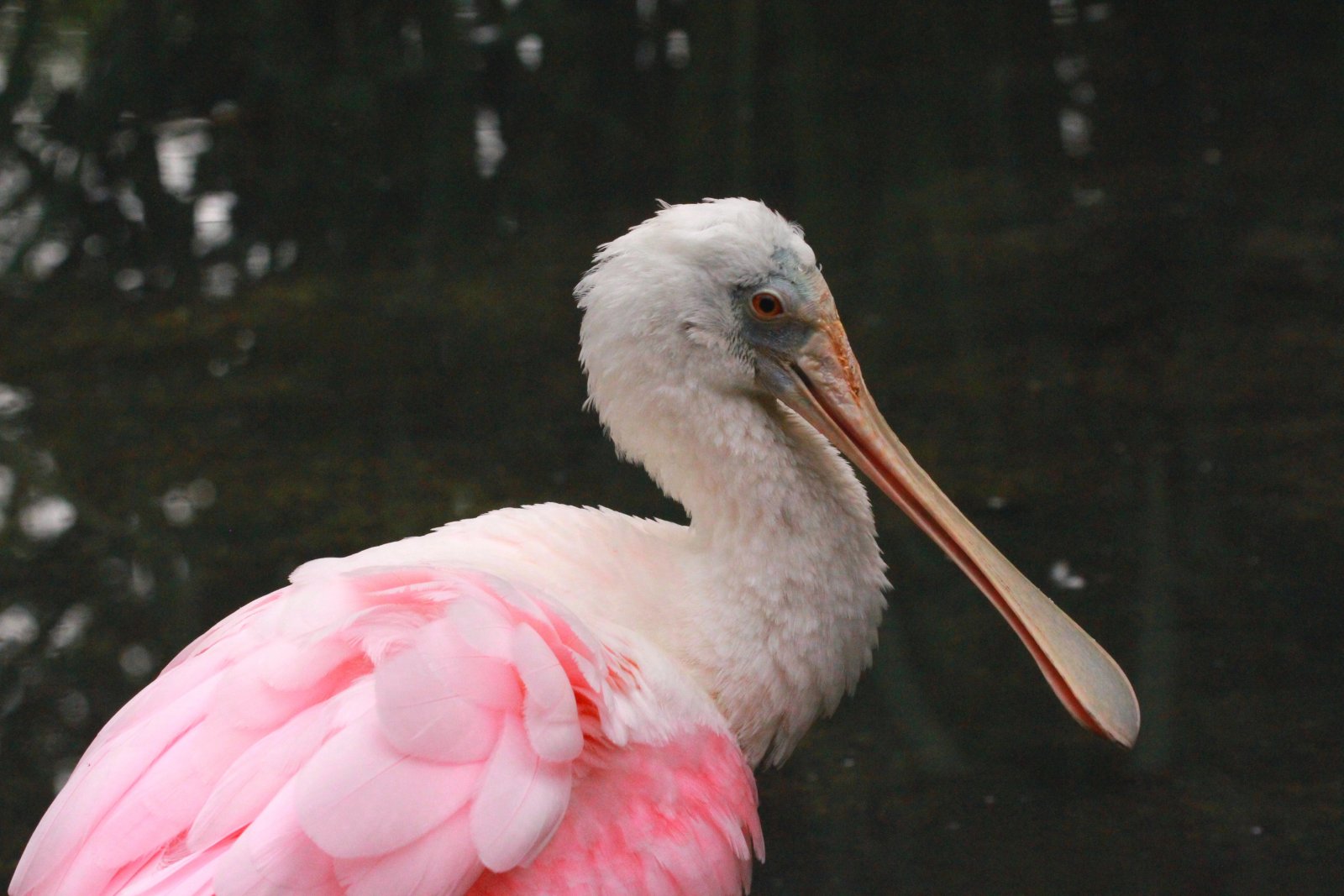 Fonds d'cran Animaux Oiseaux - Divers 