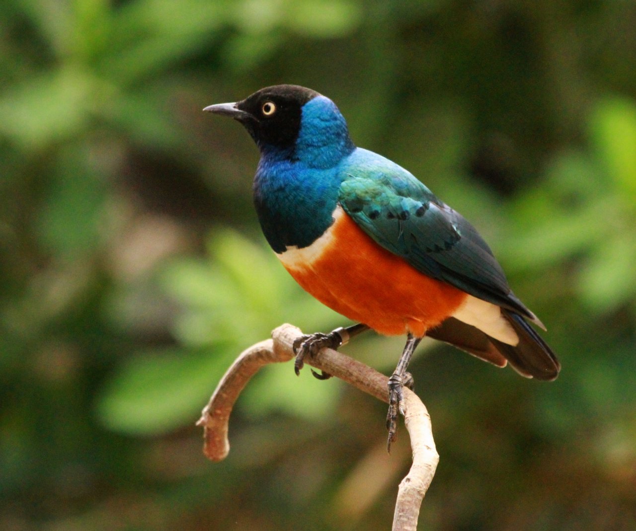 Fonds d'cran Animaux Oiseaux - Divers 