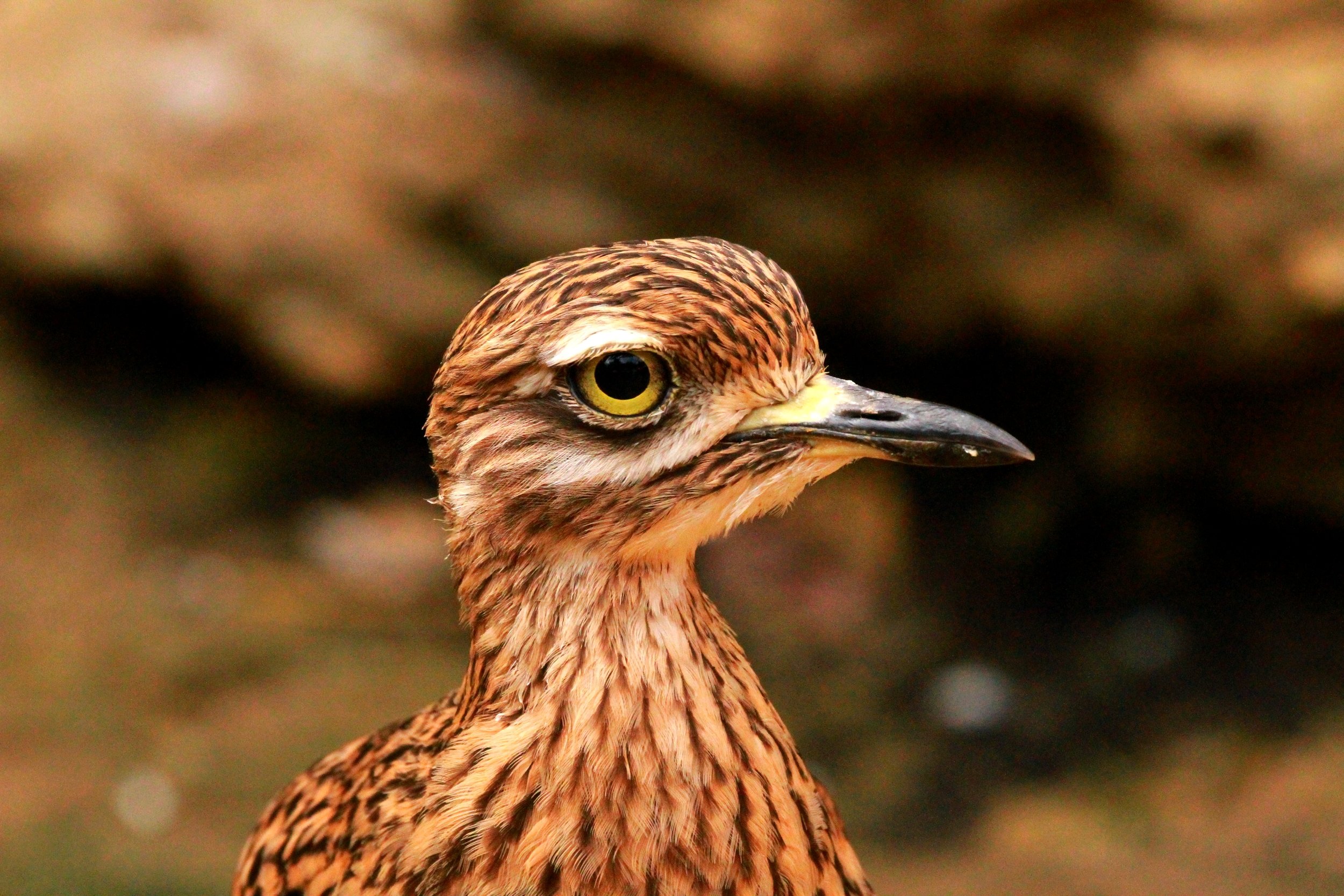 Fonds d'cran Animaux Oiseaux - Divers 