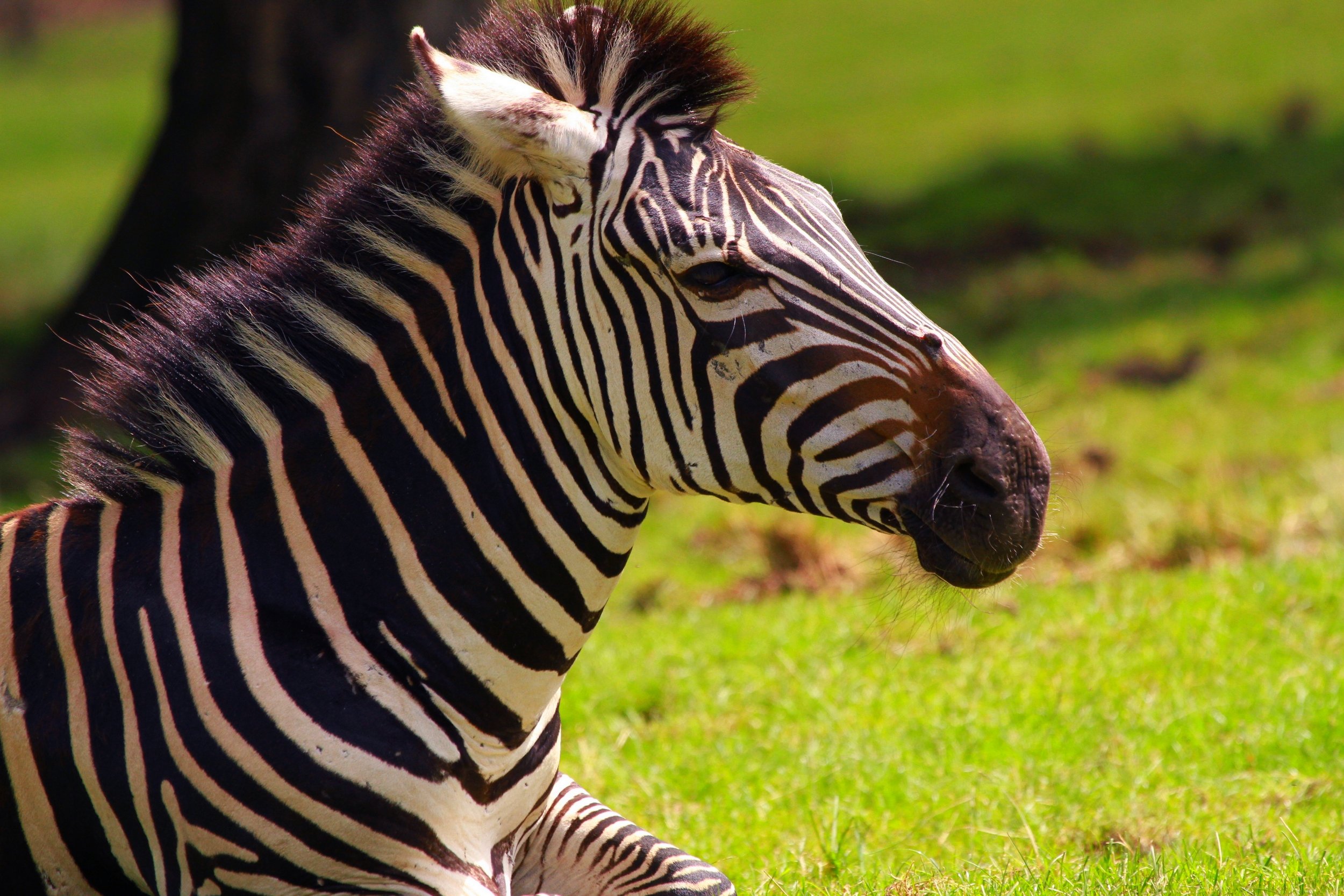 Fonds d'cran Animaux Zbres 