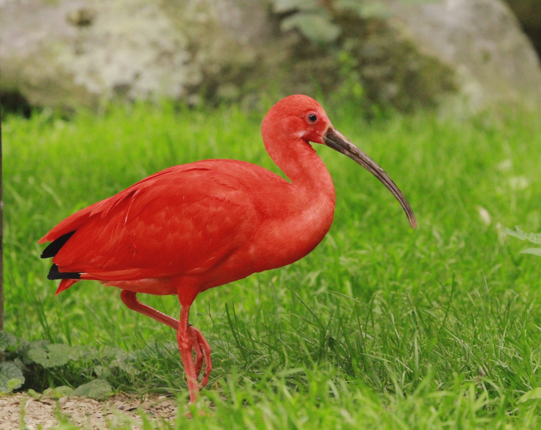 Fonds d'cran Animaux Oiseaux - Divers 