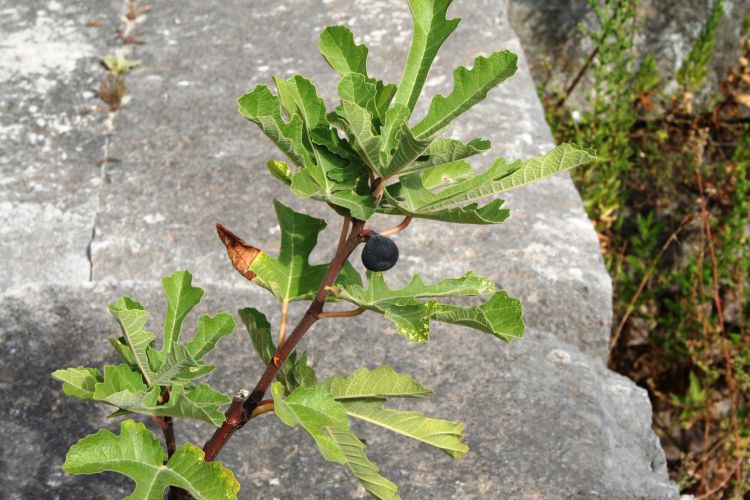 Fonds d'cran Nature Fruits Ficus