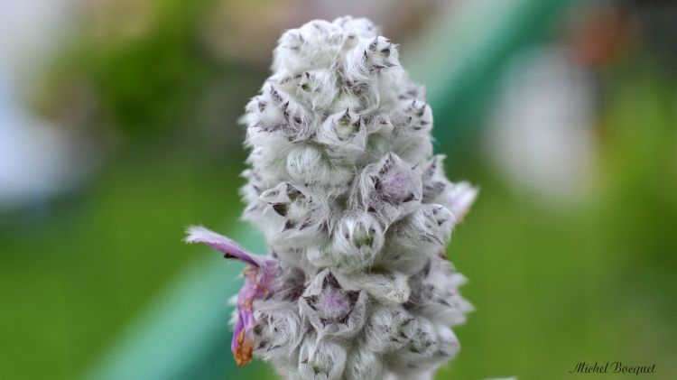 Wallpapers Nature Flowers Une drle de fleur !