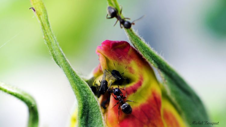 Wallpapers Animals Insects - Ants Fourmis et pucerons sur un bourgeon de rose