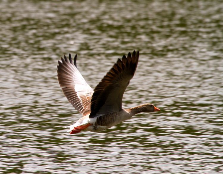 Fonds d'cran Animaux Oiseaux - Divers Wallpaper N307485