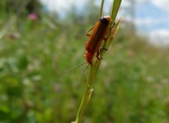  Animaux Image sans titre N307399