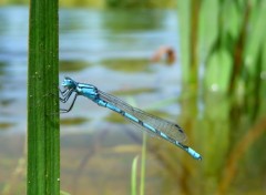  Animaux Image sans titre N307403