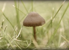  Nature Un petit champignon