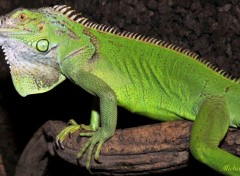  Animaux Lzard vert