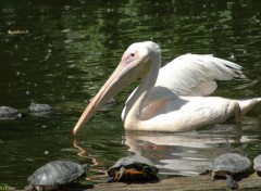  Animals Un plican entour de petites tortues