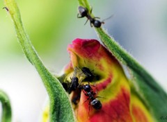  Animaux Fourmis et pucerons sur un bourgeon de rose